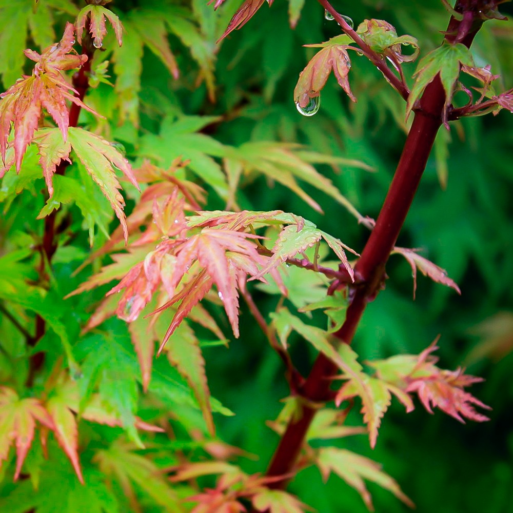 Dwarf Coral-Bark Japanese Maples For Sale Online The Tree Center.