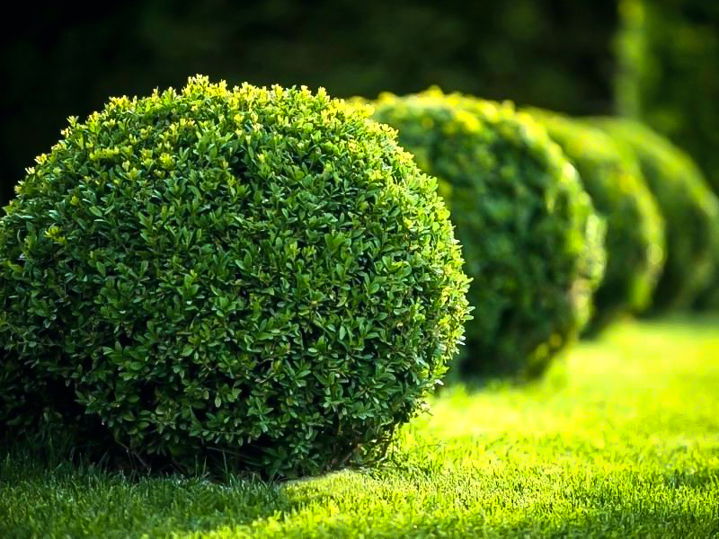 Dwarf English Boxwood For Sale Online The Tree Center