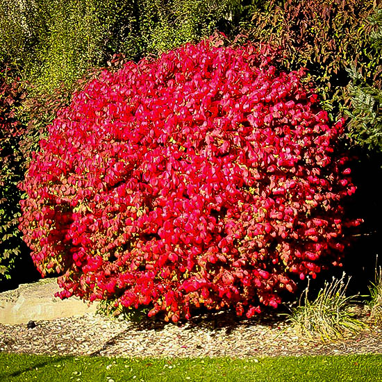 Image of Compact burning bush in fall
