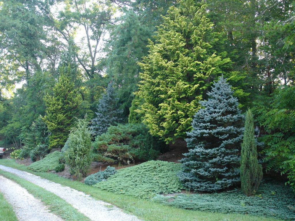 7 Great Evergreens for Winter Interest The Tree Center™