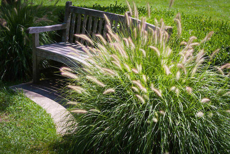 Dwarf Hameln Fountain Grass For Sale Online The Tree Center