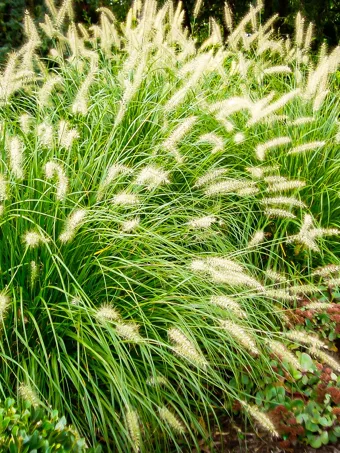 Dwarf Hameln Fountain Grass