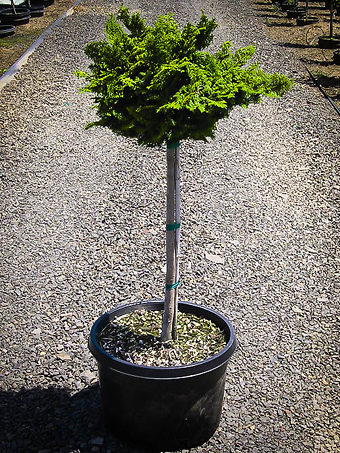 Tree Form Dwarf Hinoki Cypress