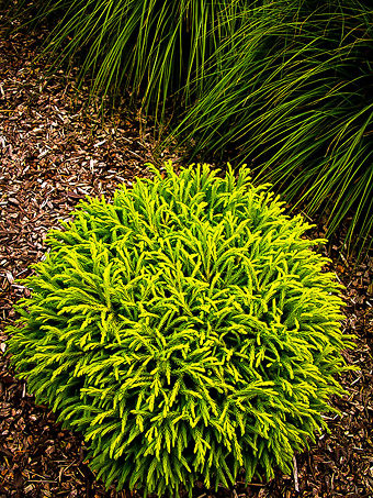 cedar dwarf