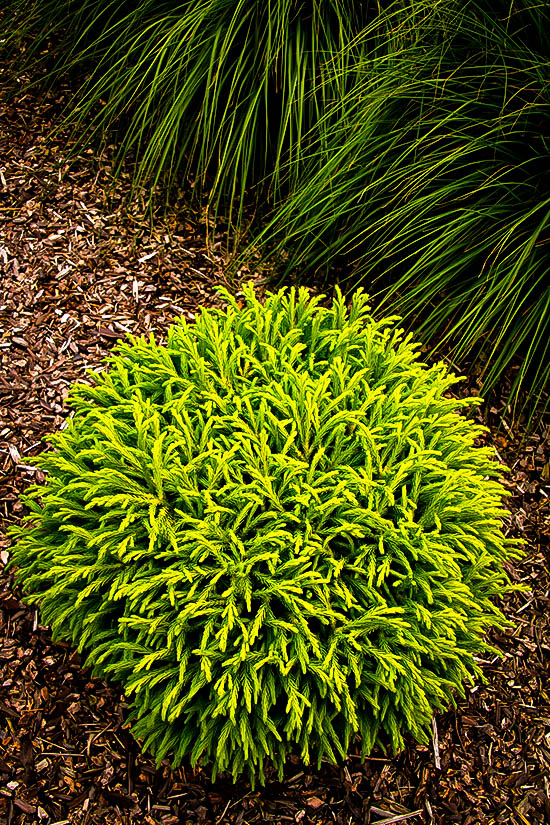 Dwarf Japanese Shrubs