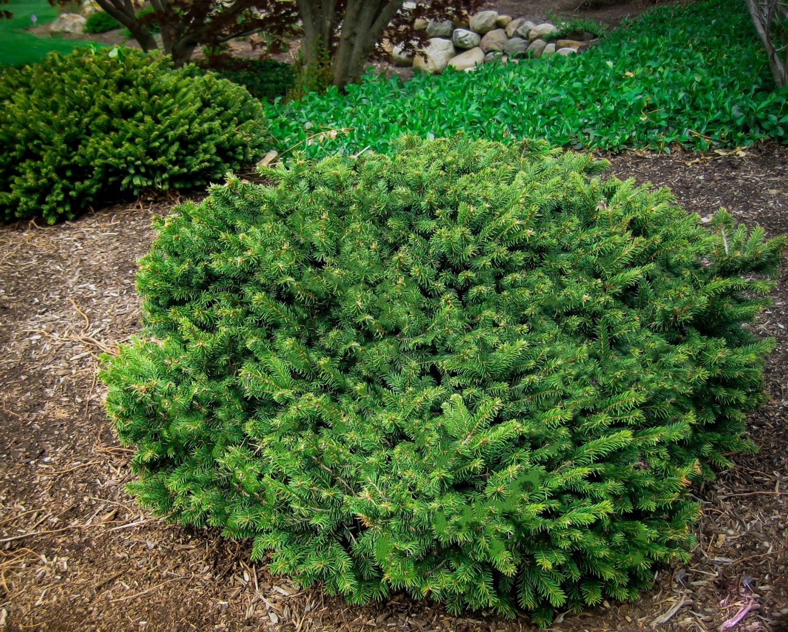 Dwarf Norway Spruce Trees For Sale Online The Tree Center