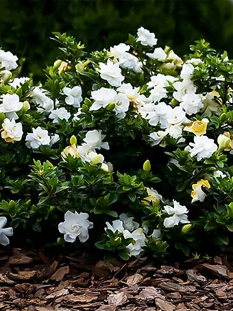 Dwarf Radicans Gardenia