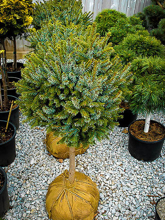 Dwarf Serbian Spruce - Tree Form