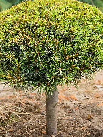 Dwarf Eastern White Pine - Tree Form