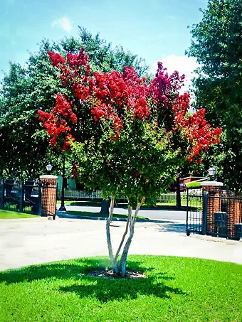 Dynamite Crape Myrtle