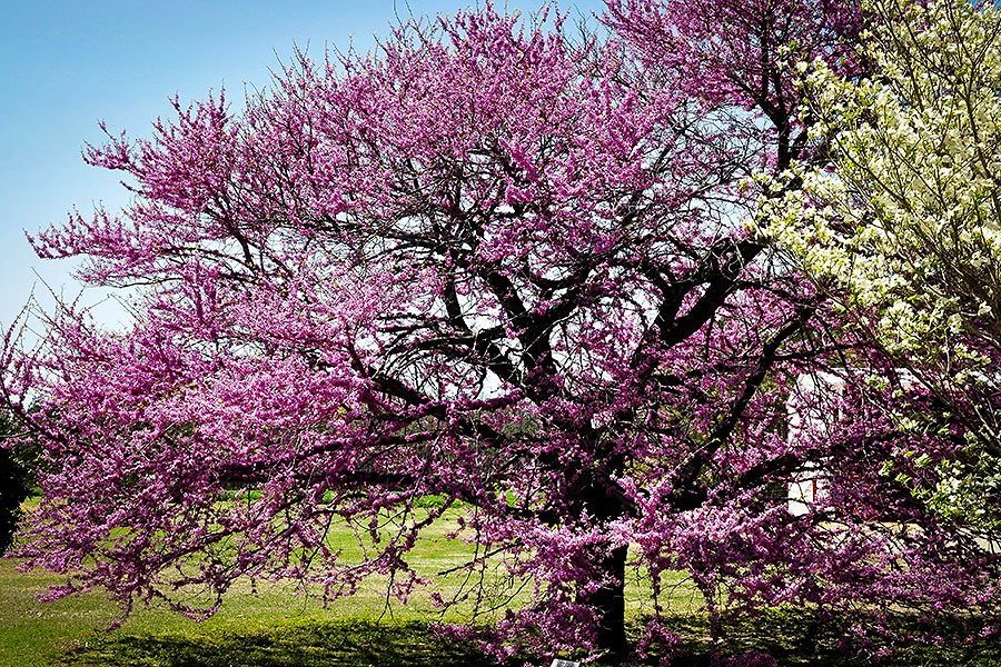 Eastern Redbud For Sale Online The Tree Center