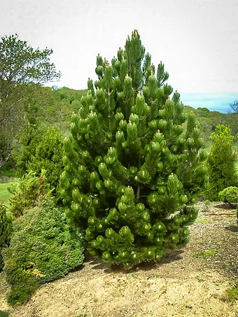 Eastern White Pine