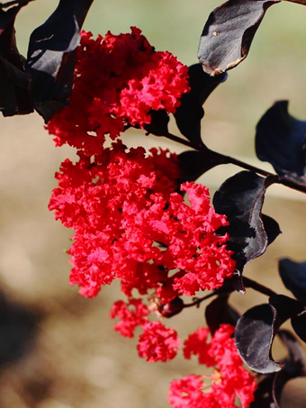 Ebony Embers Crape Myrtle