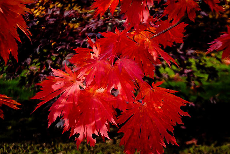 Ed Wood Full Moon Japanese Maple Trees For Sale The Tree Center