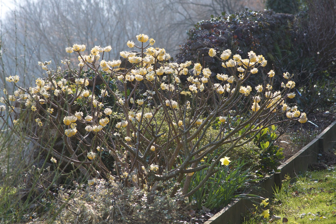 5 Amazing Shrubs That Flower in Winter The Tree Center™