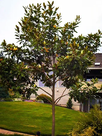 Edith Bogue Magnolia Tree
