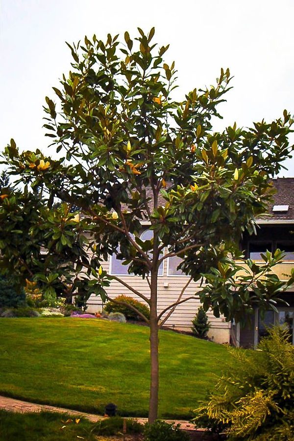 Edith Bogue Magnolia Tree