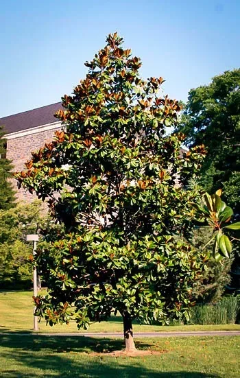 Edith Bogue Magnolia Tree