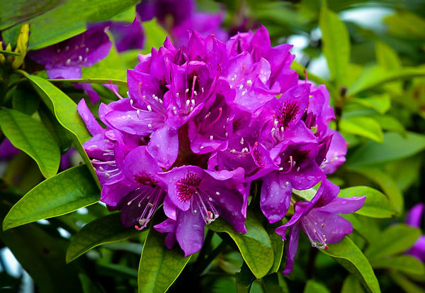 Edith Bosley Rhododendron