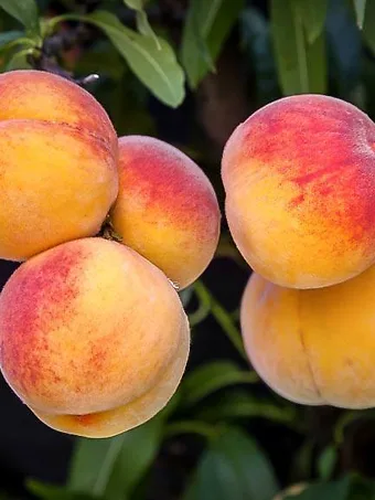 Bunch of Elberta Peaches on Tree