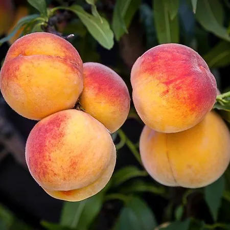 Peach Trees