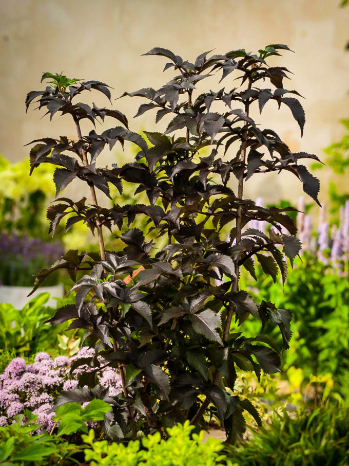 Lemony Lace Elderberry Shrubs For Sale Online The Tree Center