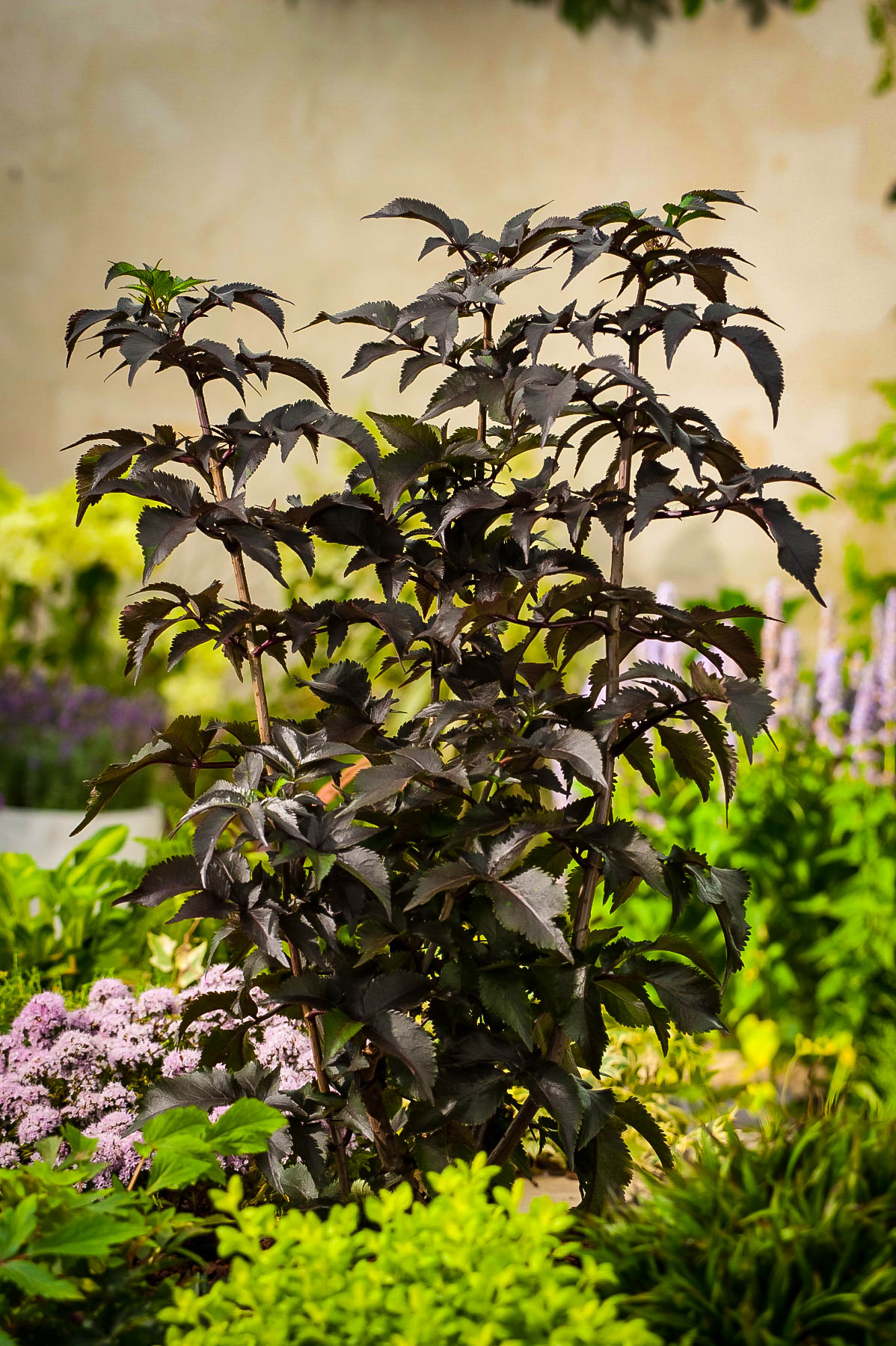 Image of Black Tower Elderberry Leaves