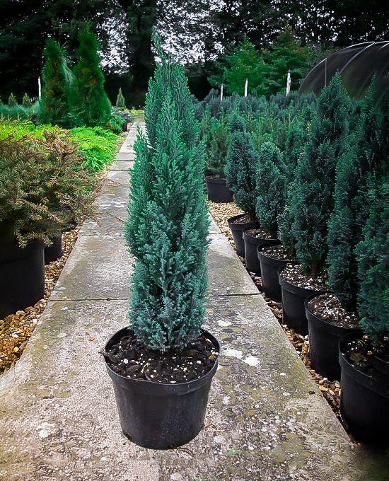 Ellwood's Pillar Lawson Cypress Trees For Sale Online The Tree Center