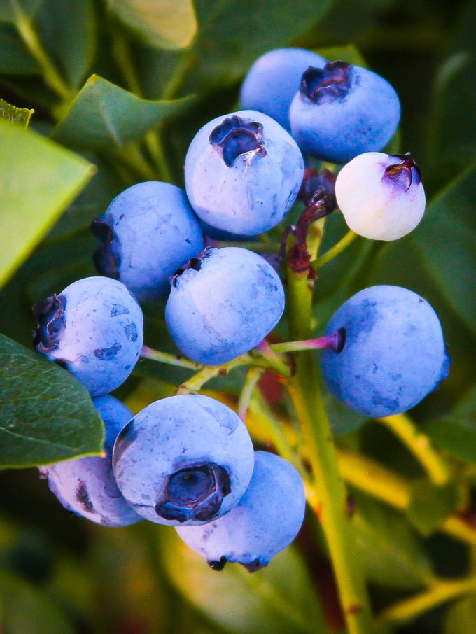 Bushel & Berry®Perpetua Blueberry Bushes For Sale The Tree Center