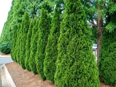 Best Deer-Resistant Trees & Shrubs - The Tree Center