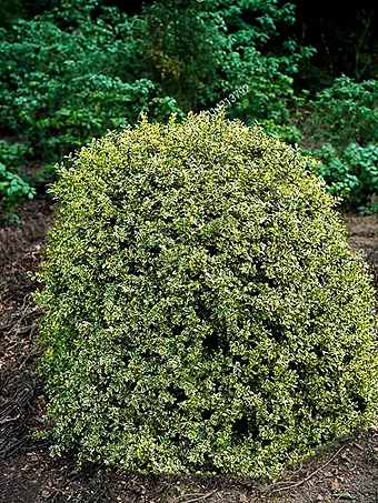 Emerald Moon Boxwood