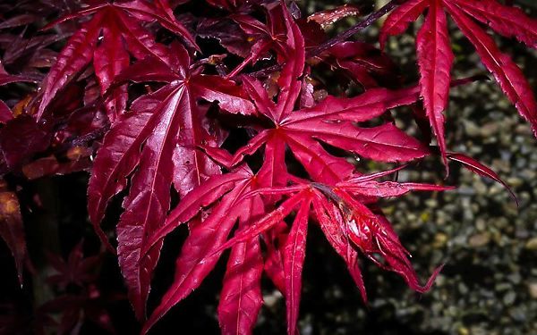 Emperor Japanese Maple For Sale Online The Tree Center Emperor Japanese Maple For Sale Online The Tree Center