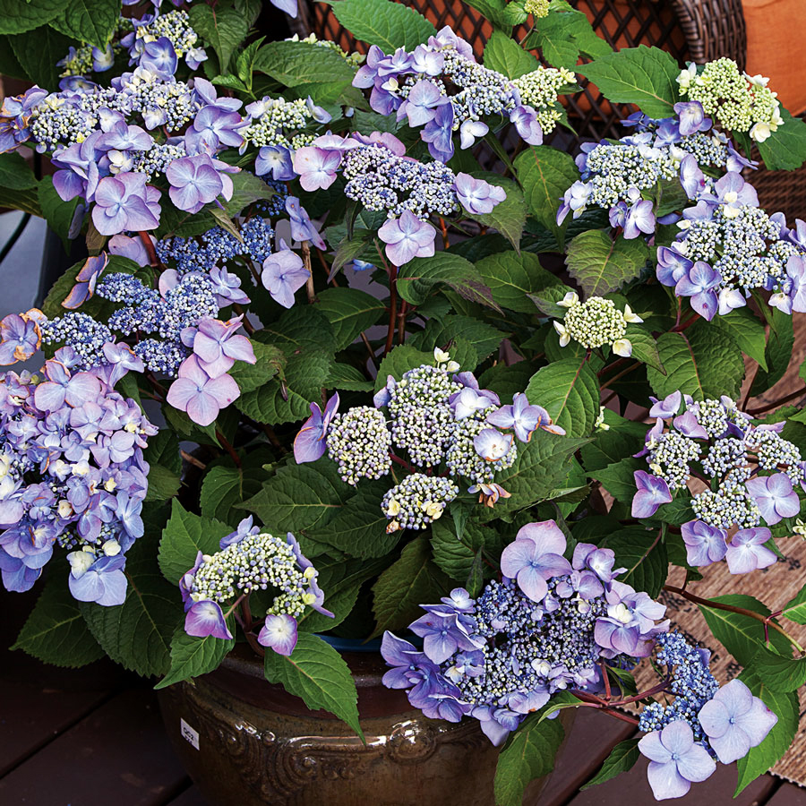 Endless Summer TwistnShout Hydrangeas For Sale Online The Tree Center