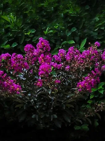 Enduring Summer Lavender Crape Myrtle