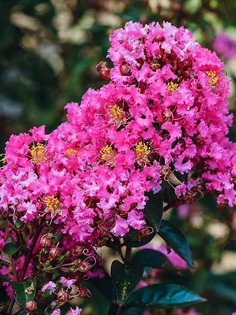 Enduring Summer Pink Crape Myrtle