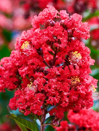 Enduring Summer Red Crape Myrtle