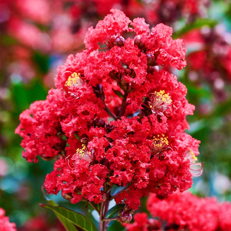 Buy Enduring Summer Red Crape Myrtle Trees Online The Tree Center