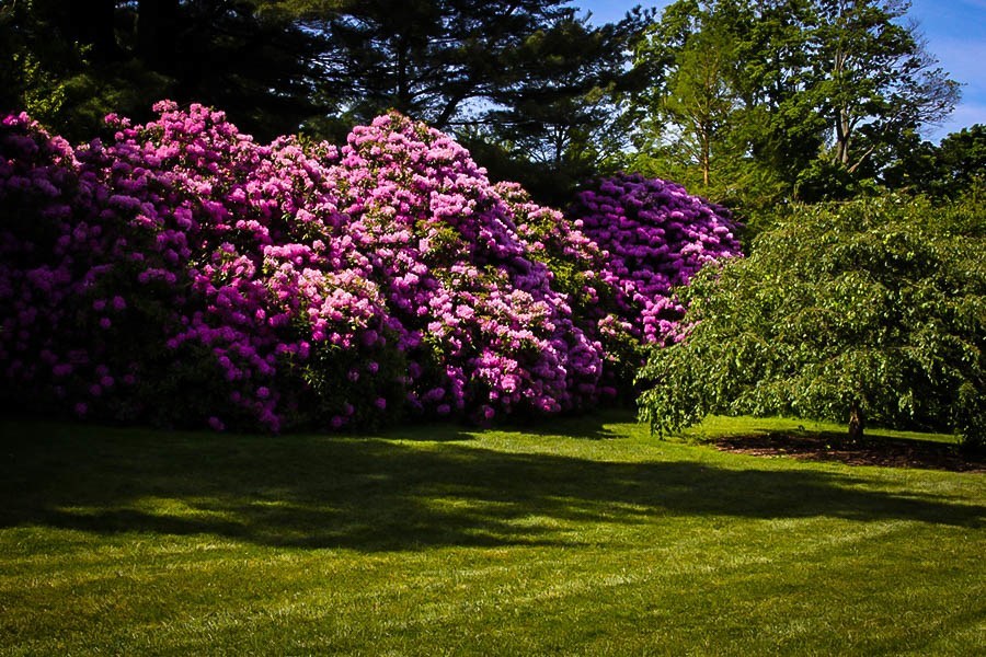 Pink Rhododendron English Roseum For Sale The Tree Center