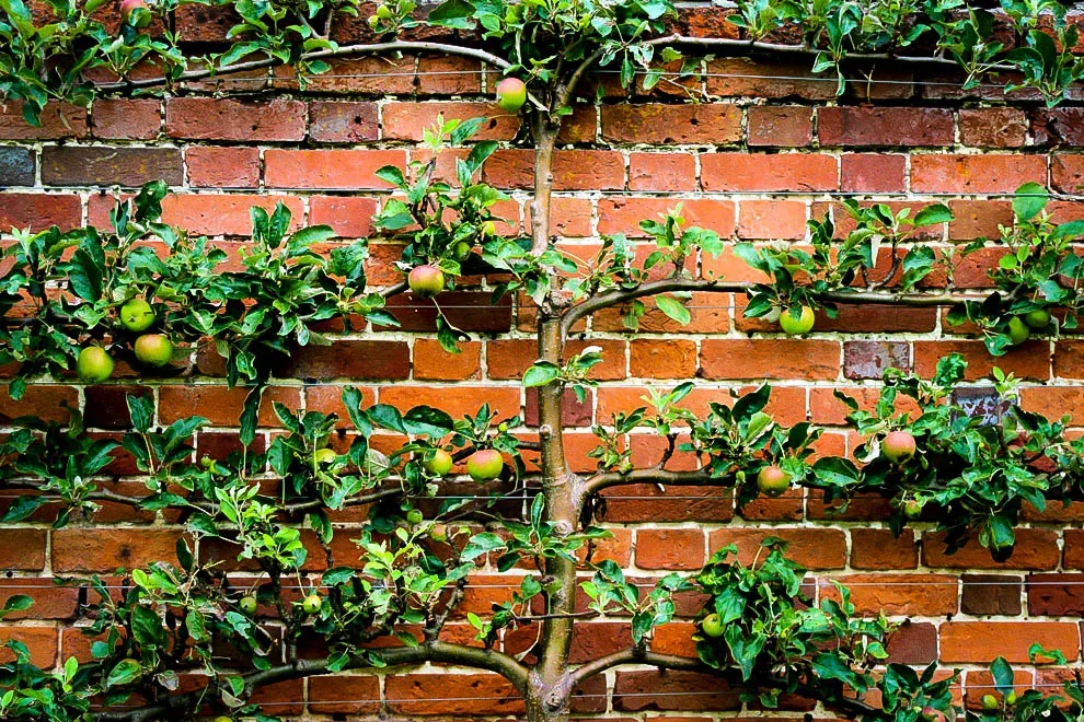 Grow tree on wall - espalier fruit tree