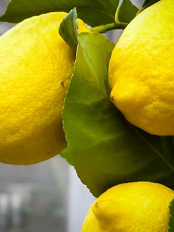 Eureka Lemon Tree