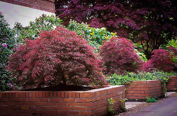 Ever Red Japanese Maple