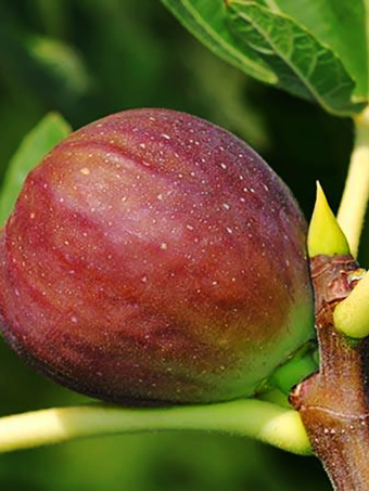 Everbearing Fig