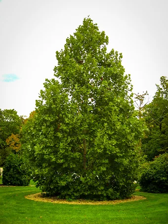 EXCLAMATION! London Planetree