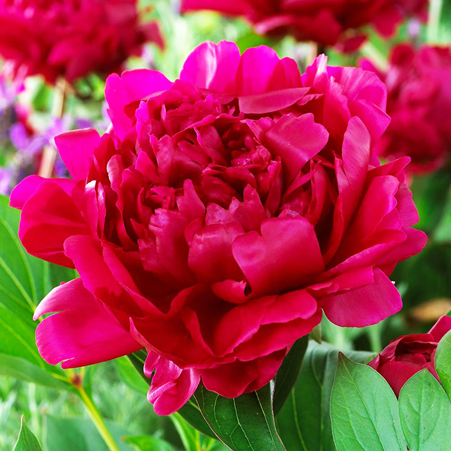 Felix Crousse Peony For Sale Online | The Tree Center
