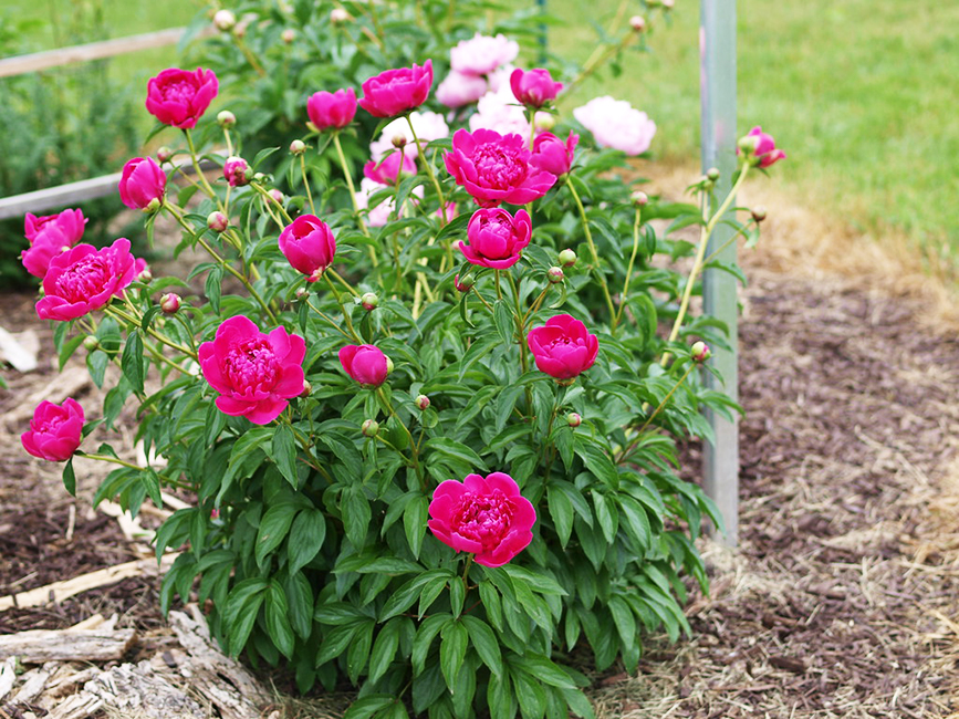 Felix Crousse Peony For Sale Online The Tree Center