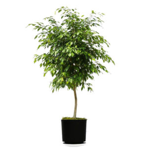 Weeping Fig Trees For Sale Online The Tree Center