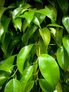 Weeping Fig Trees For Sale Online The Tree Center