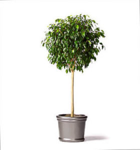 Weeping Fig Trees For Sale Online The Tree Center