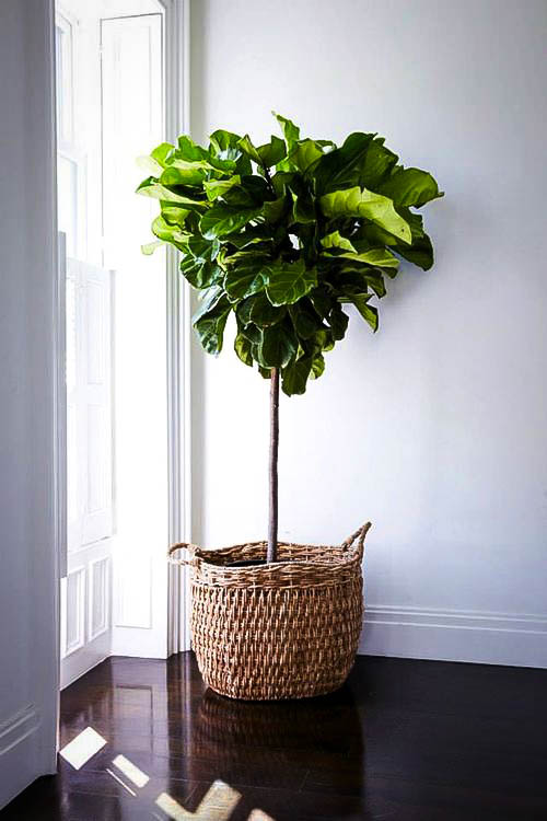 Fiddle Leaf Fig Tree For Figs Ficus Lyrata - Indoor Plant Fig Tree Fiddle Leaf Fig Tree For Figs Ficus Lyrata - Indoor Plant Fig Tree