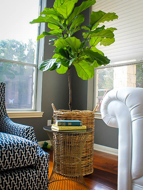 Fiddle Leaf Fig Tree For Sale Buy FiddleLeaf Figs (Ficus Lyrata)